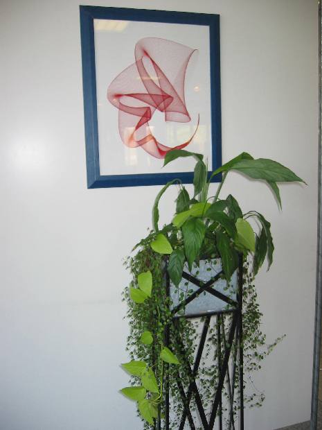 plante et spirale